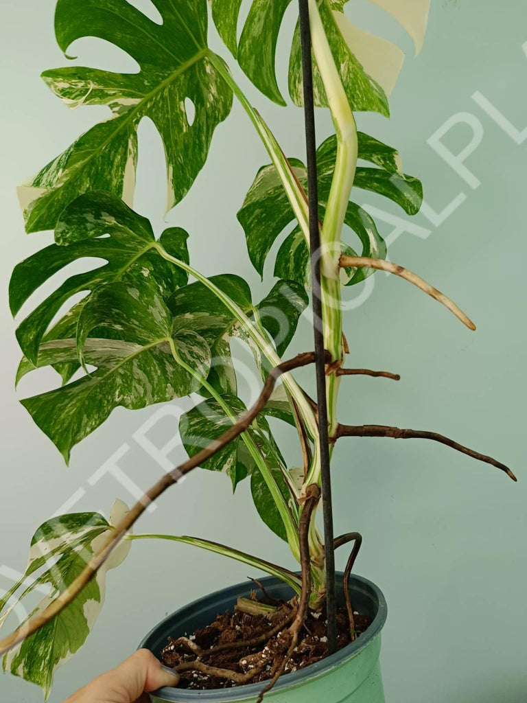 Monstera variegata albo