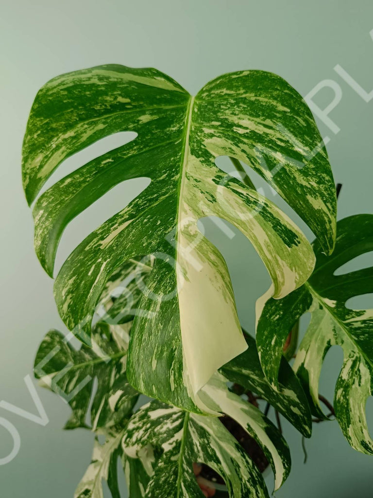 Monstera variegata albo