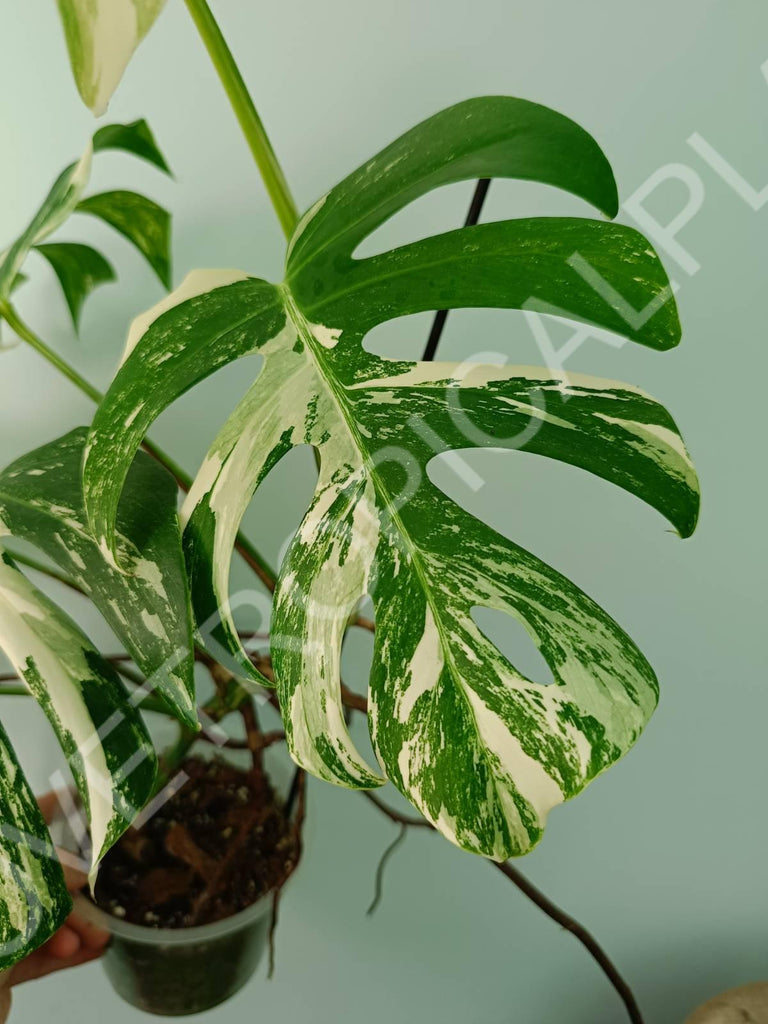 Monstera variegata albo