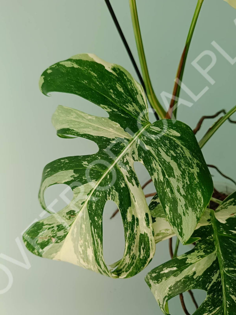 Monstera variegata albo