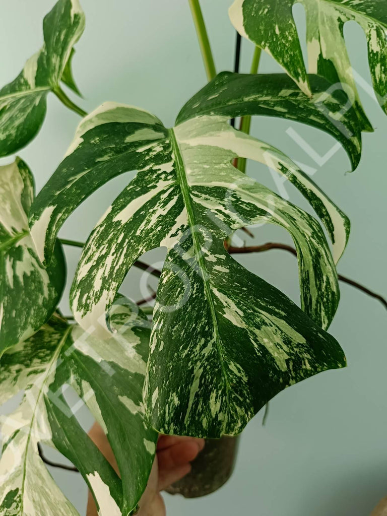 Monstera variegata albo