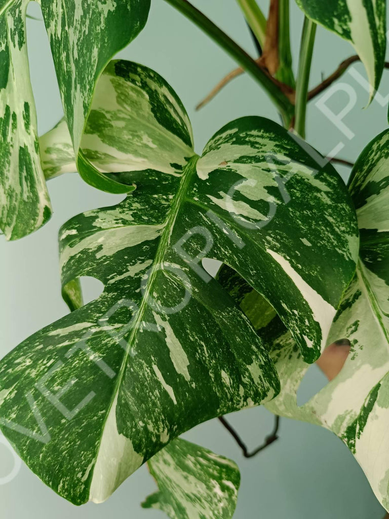 Monstera variegata albo