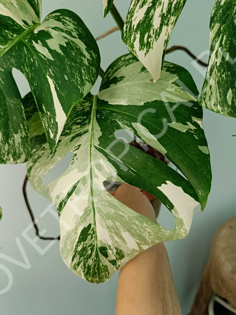 Monstera variegata albo