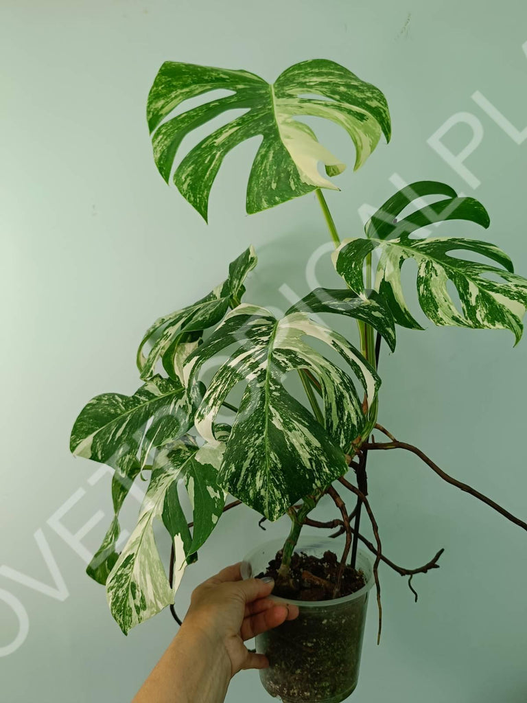 Monstera variegata albo