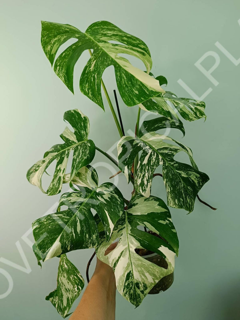 Monstera variegata albo