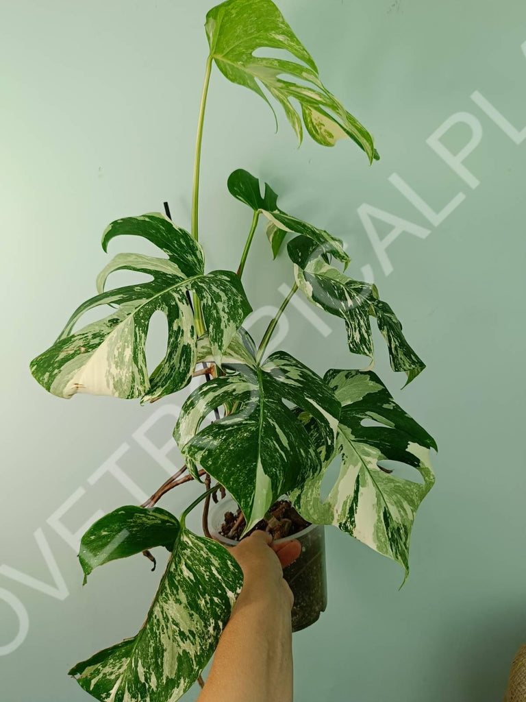 Monstera variegata albo