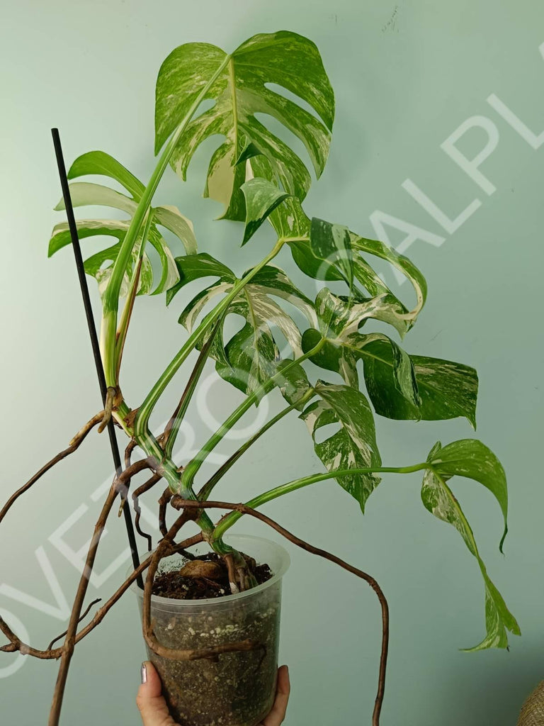 Monstera variegata albo