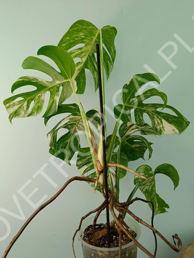 Monstera variegata albo