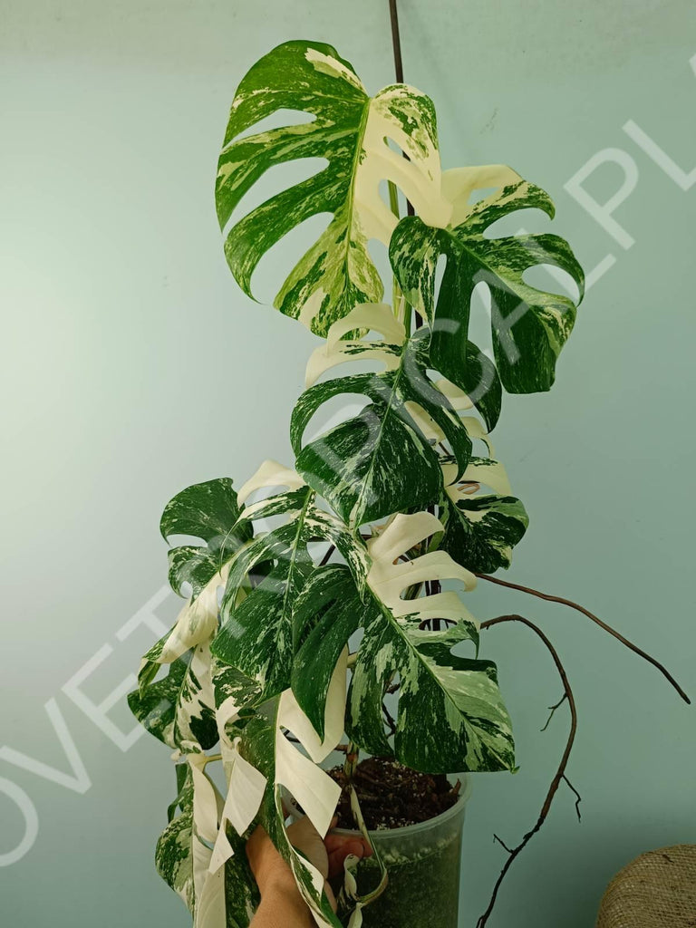 Monstera variegata albo