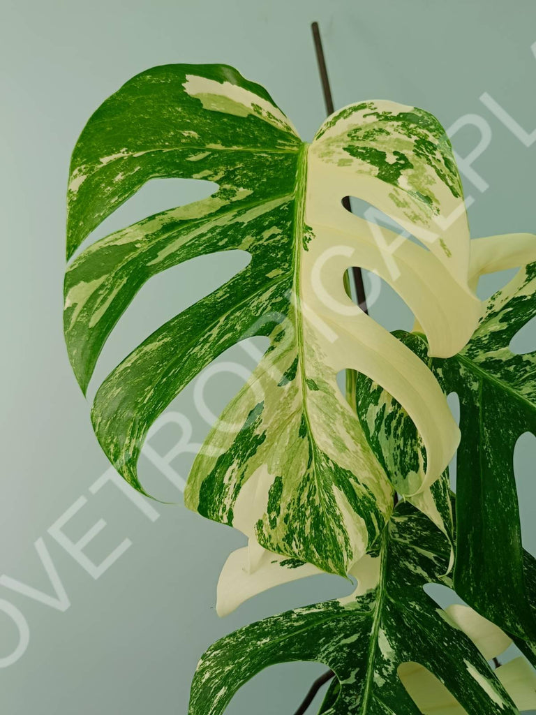 Monstera variegata albo