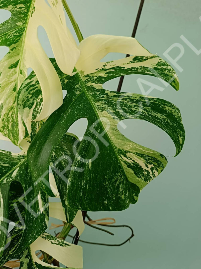 Monstera variegata albo