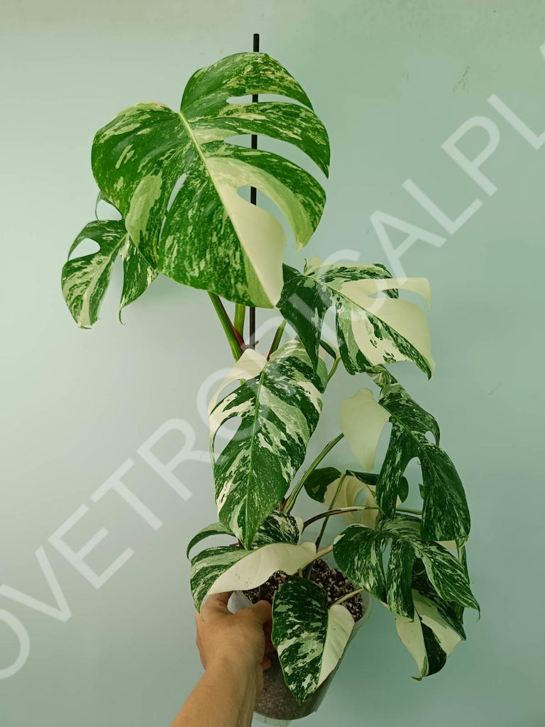 Monstera variegata albo