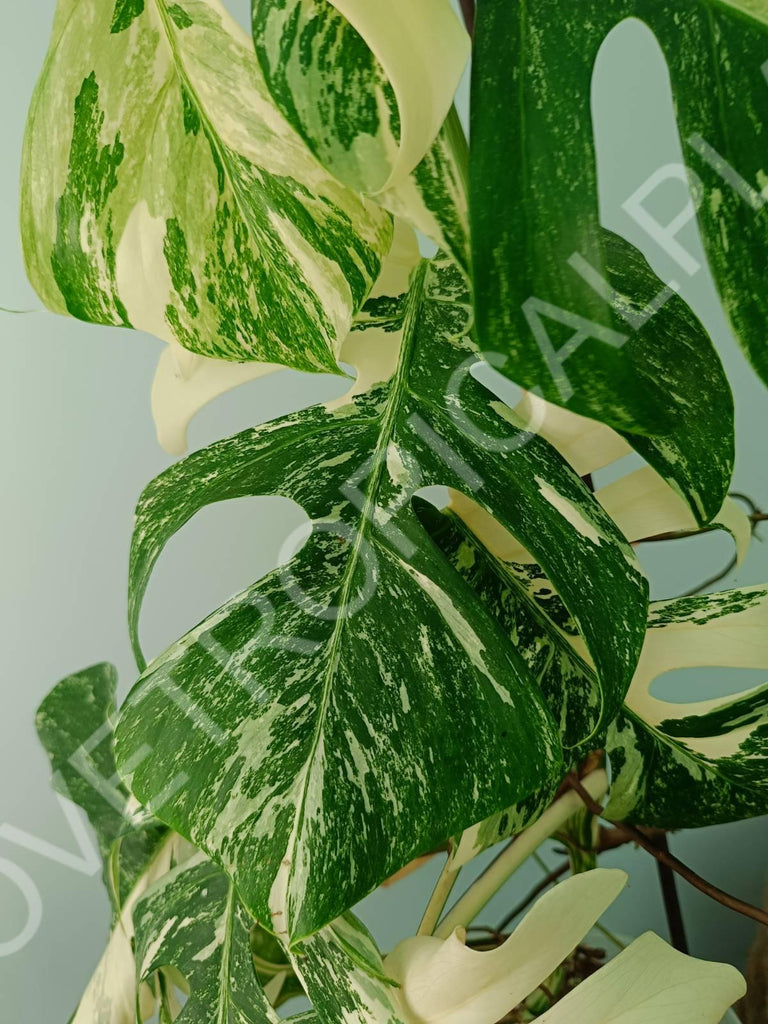 Monstera variegata albo