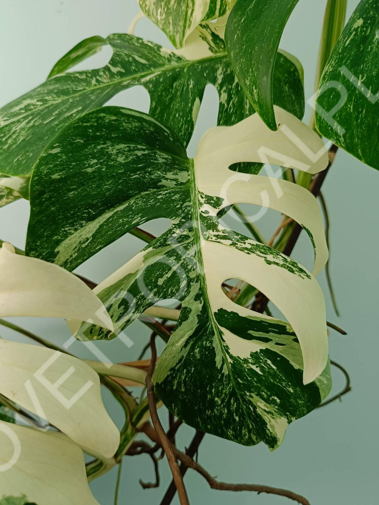 Monstera variegata albo