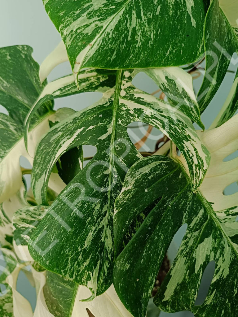 Monstera variegata albo