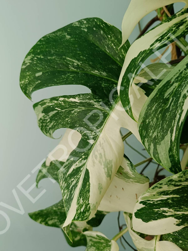 Monstera variegata albo