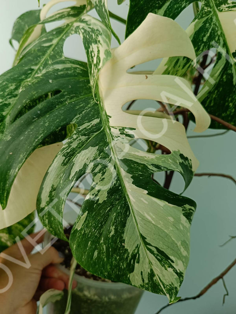 Monstera variegata albo