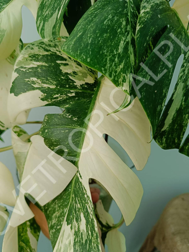 Monstera variegata albo