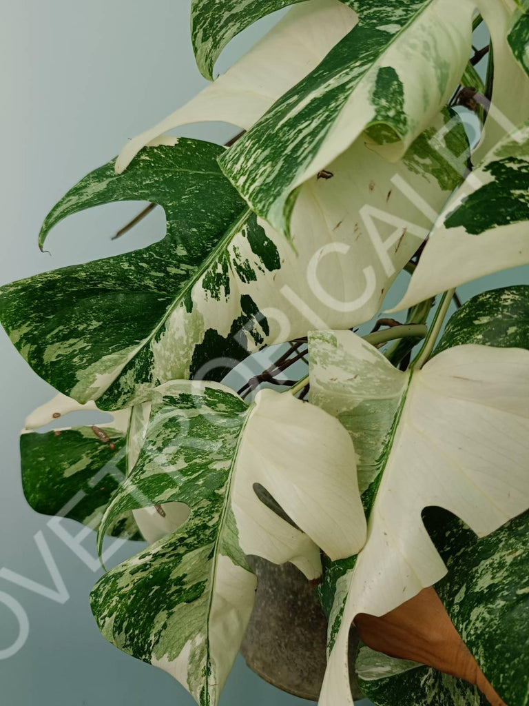 Monstera variegata albo