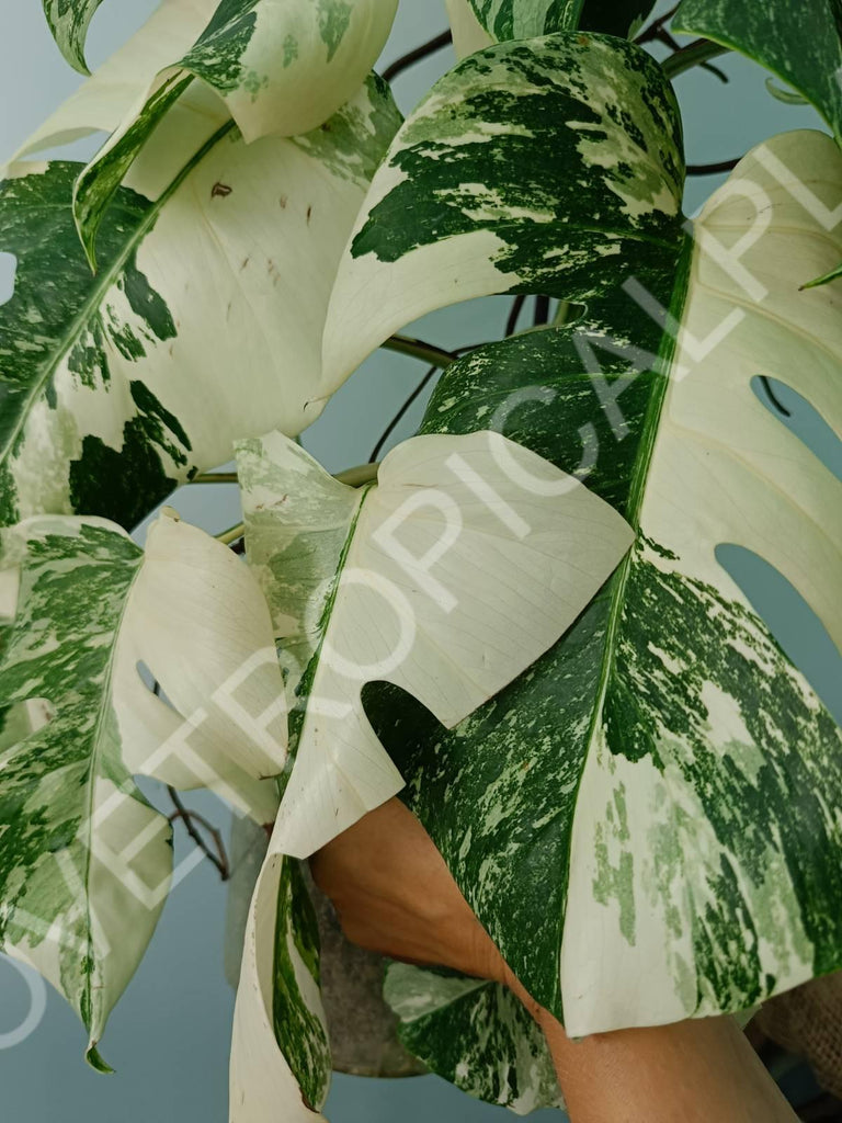 Monstera variegata albo