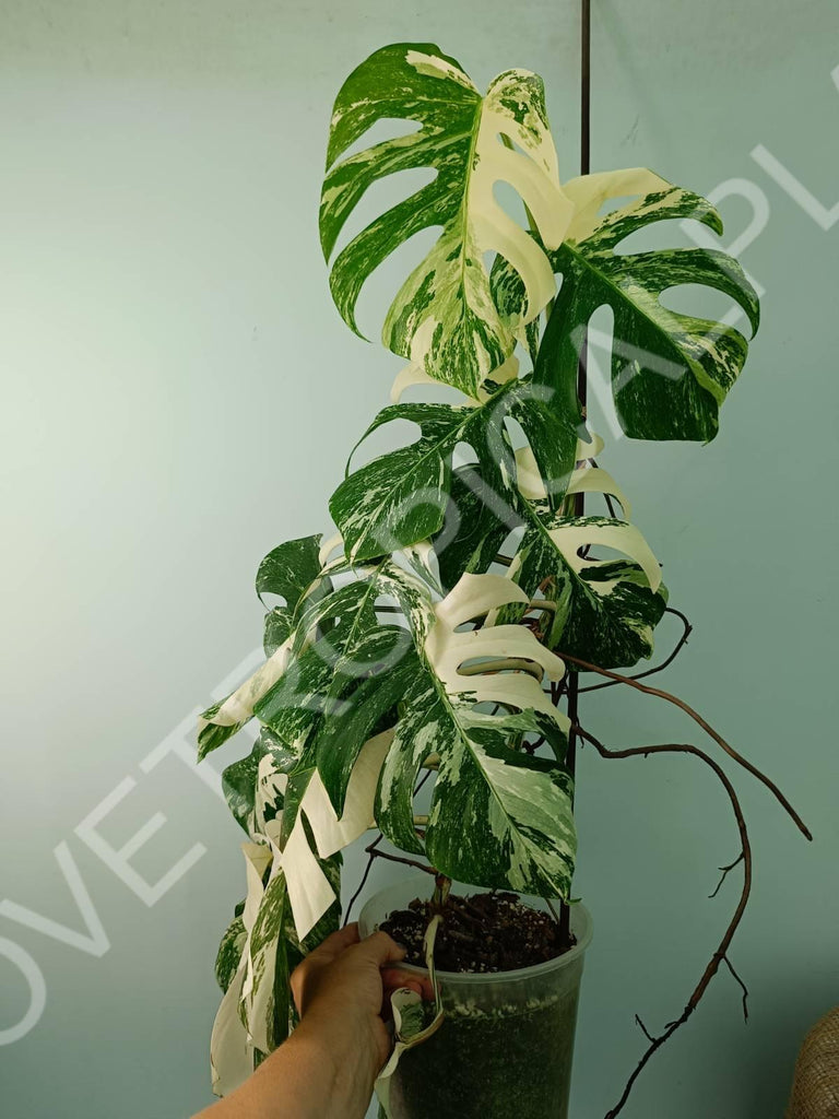 Monstera variegata albo