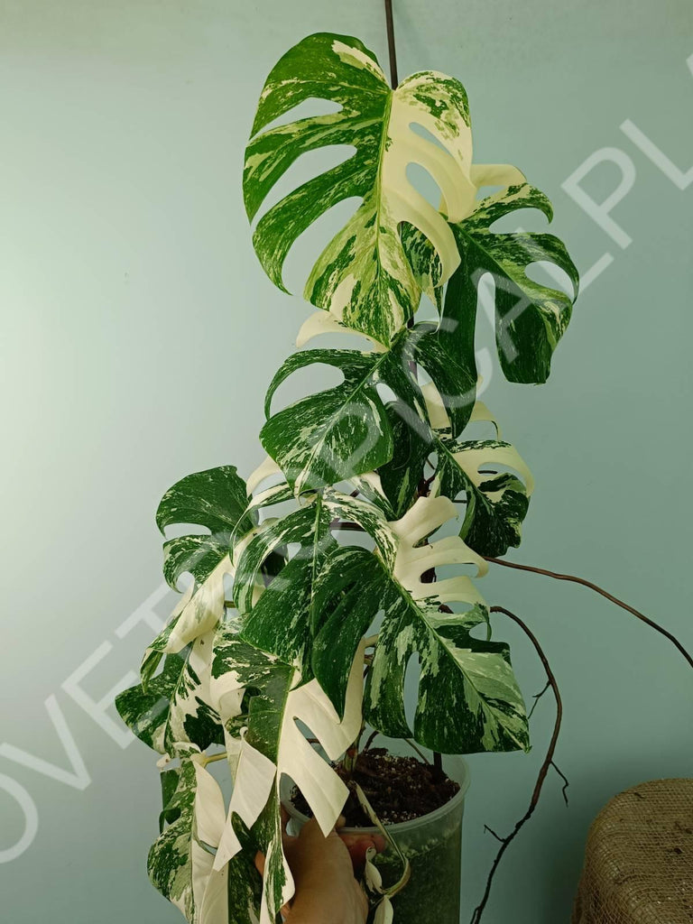 Monstera variegata albo