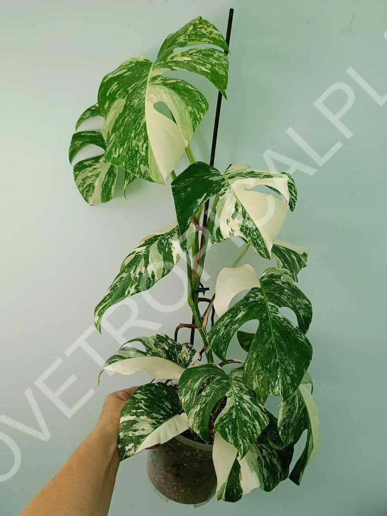 Monstera variegata albo