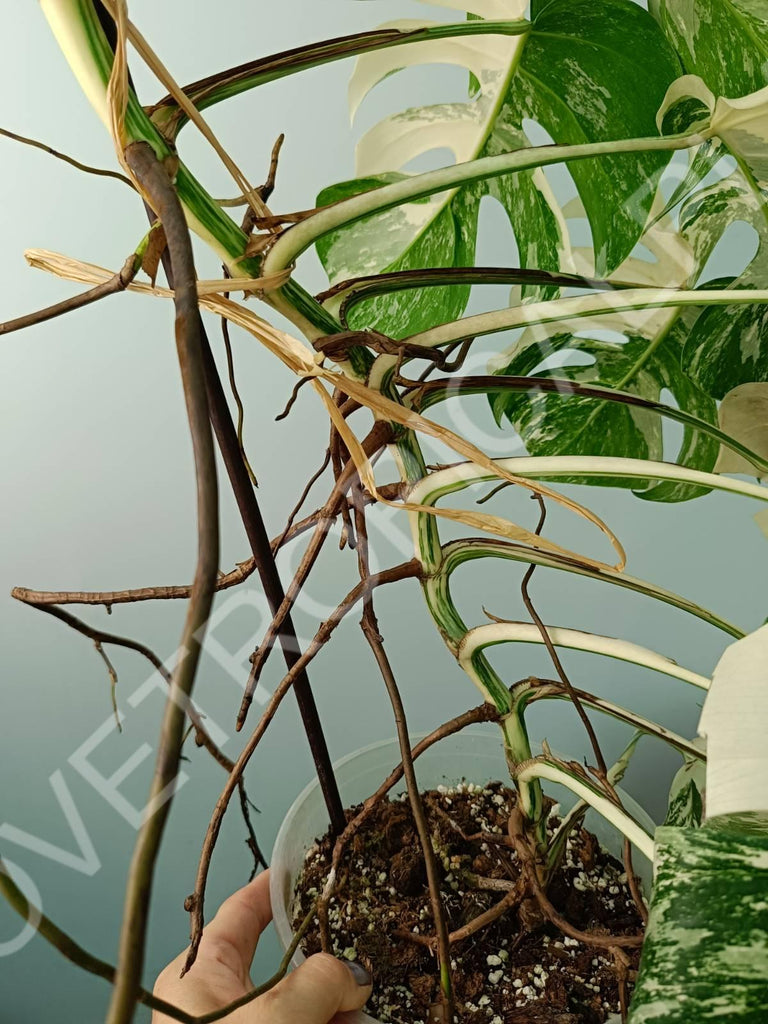 Monstera variegata albo