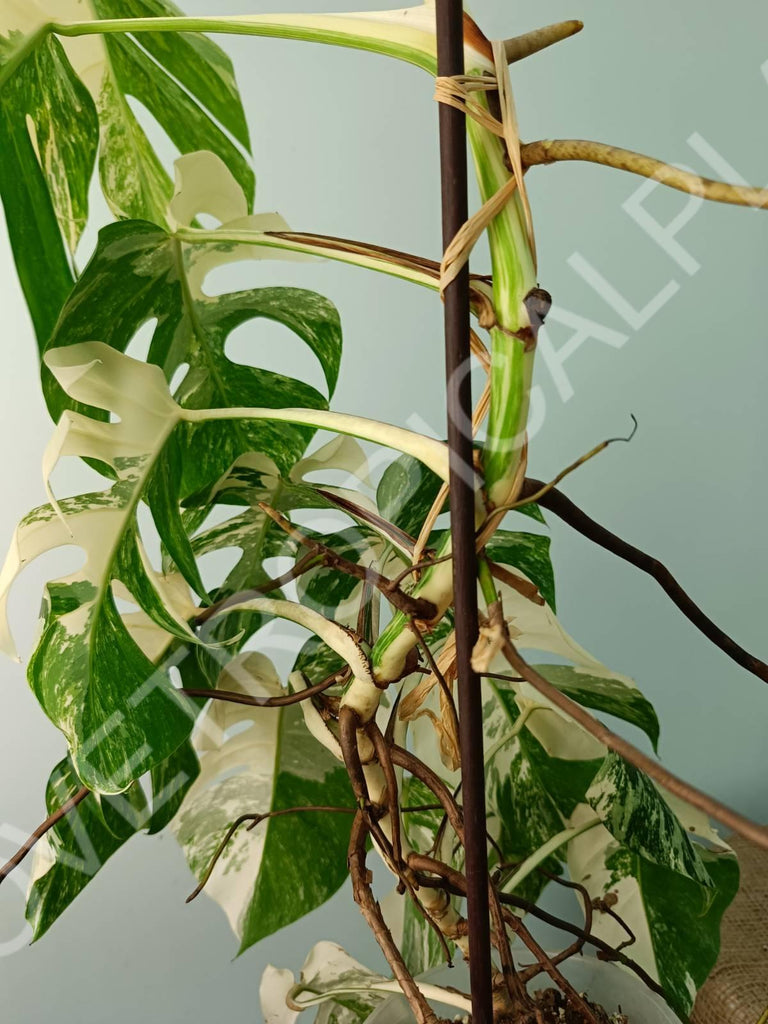 Monstera variegata albo