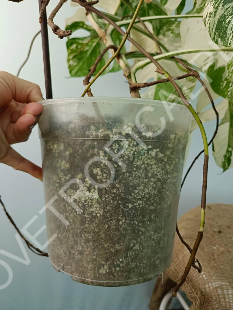 Monstera variegata albo