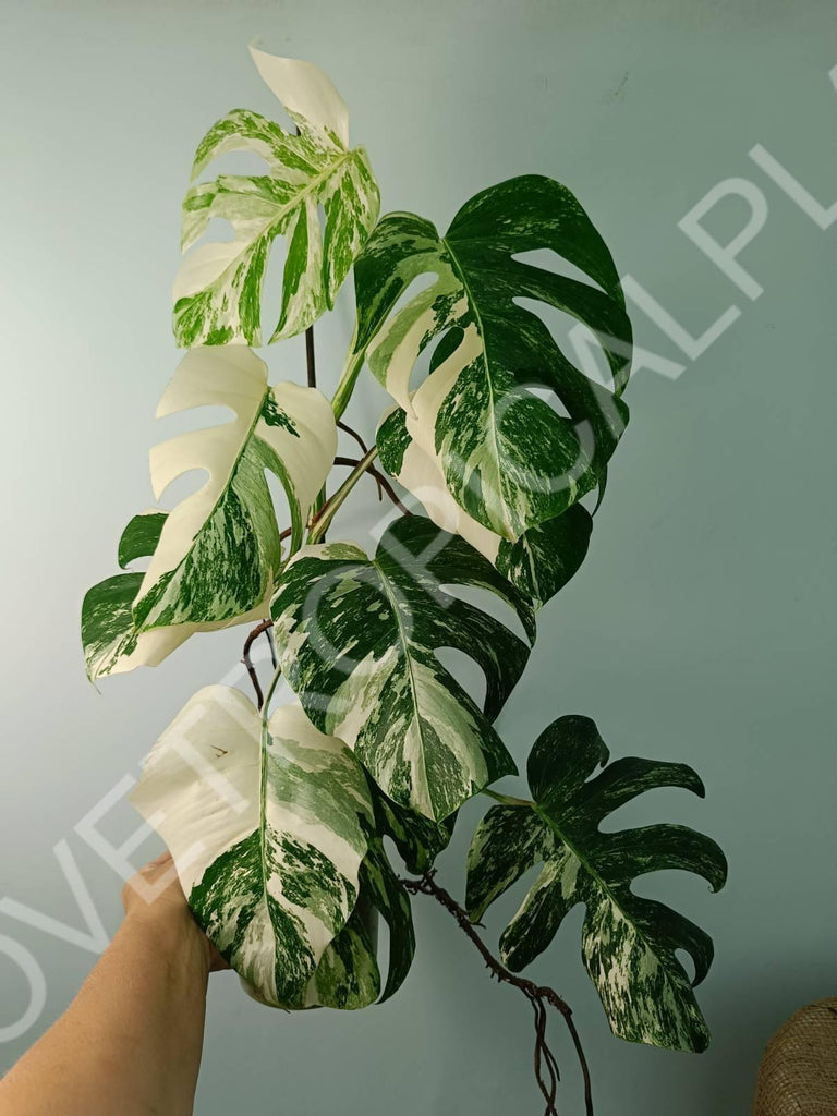 Monstera variegata albo