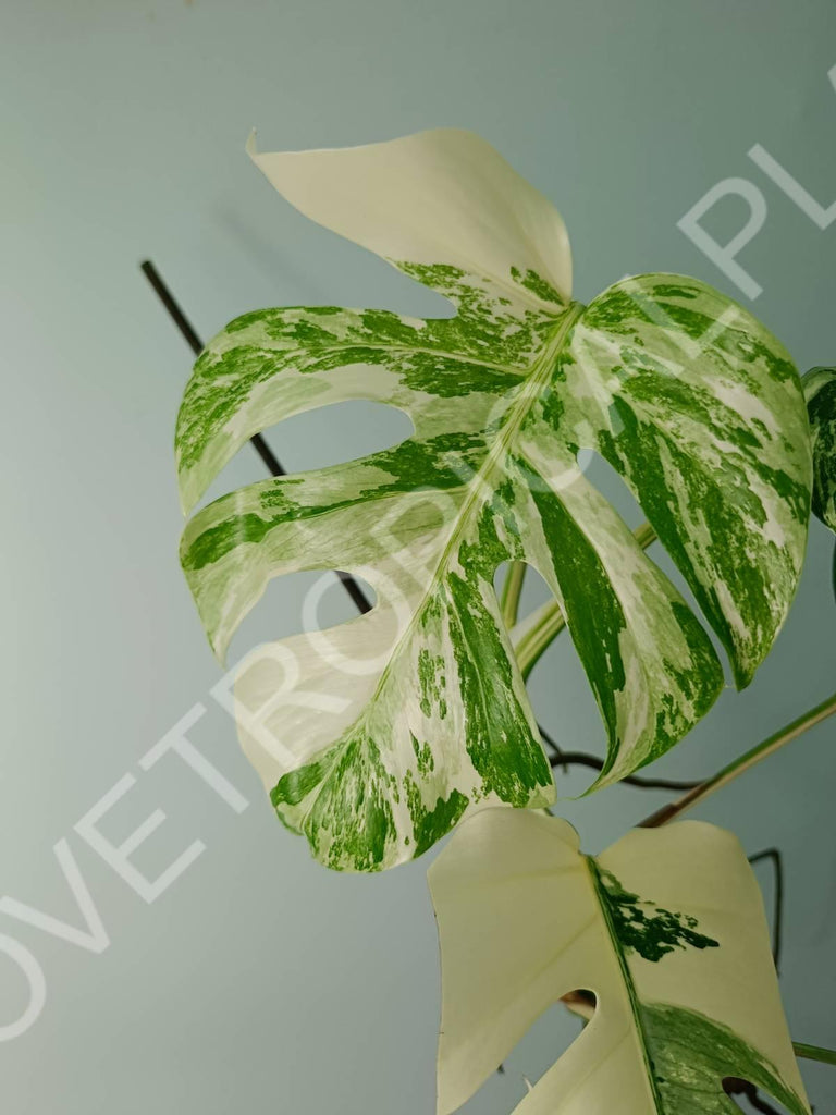 Monstera variegata albo