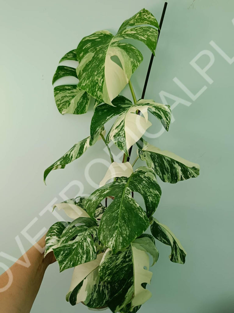 Monstera variegata albo