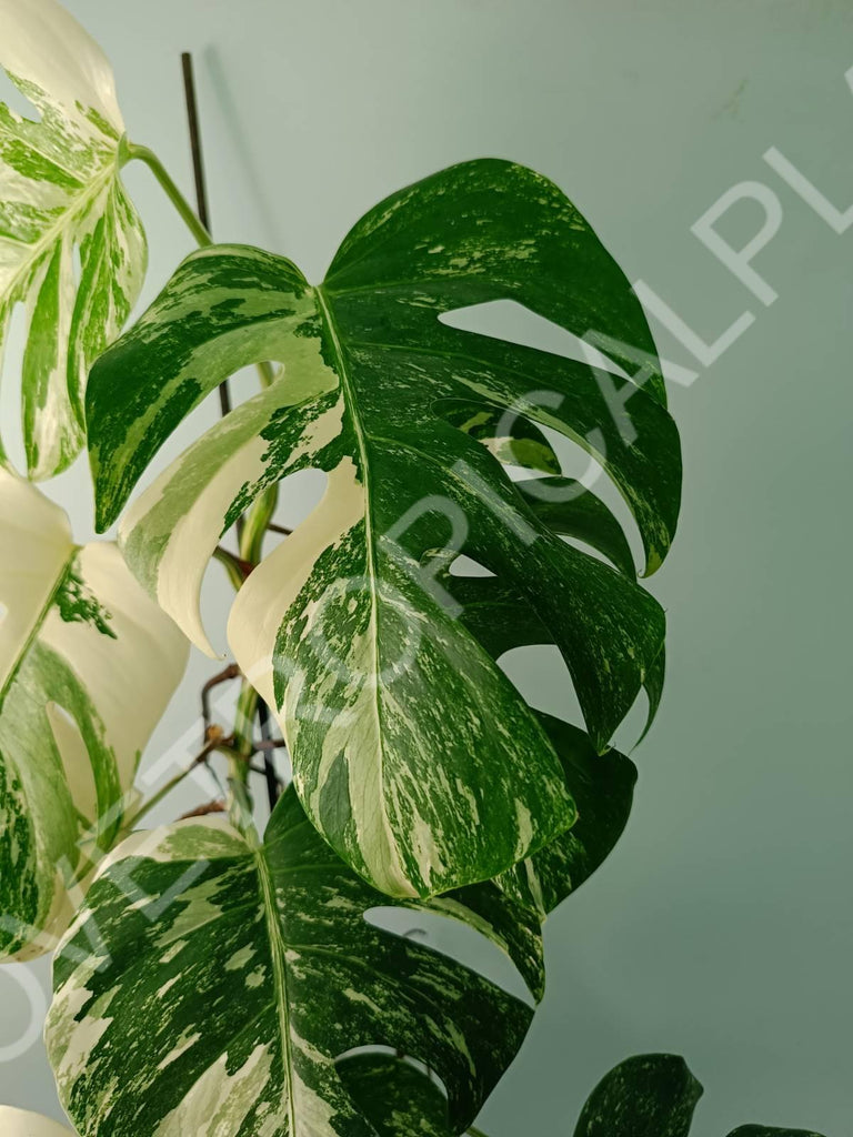 Monstera variegata albo