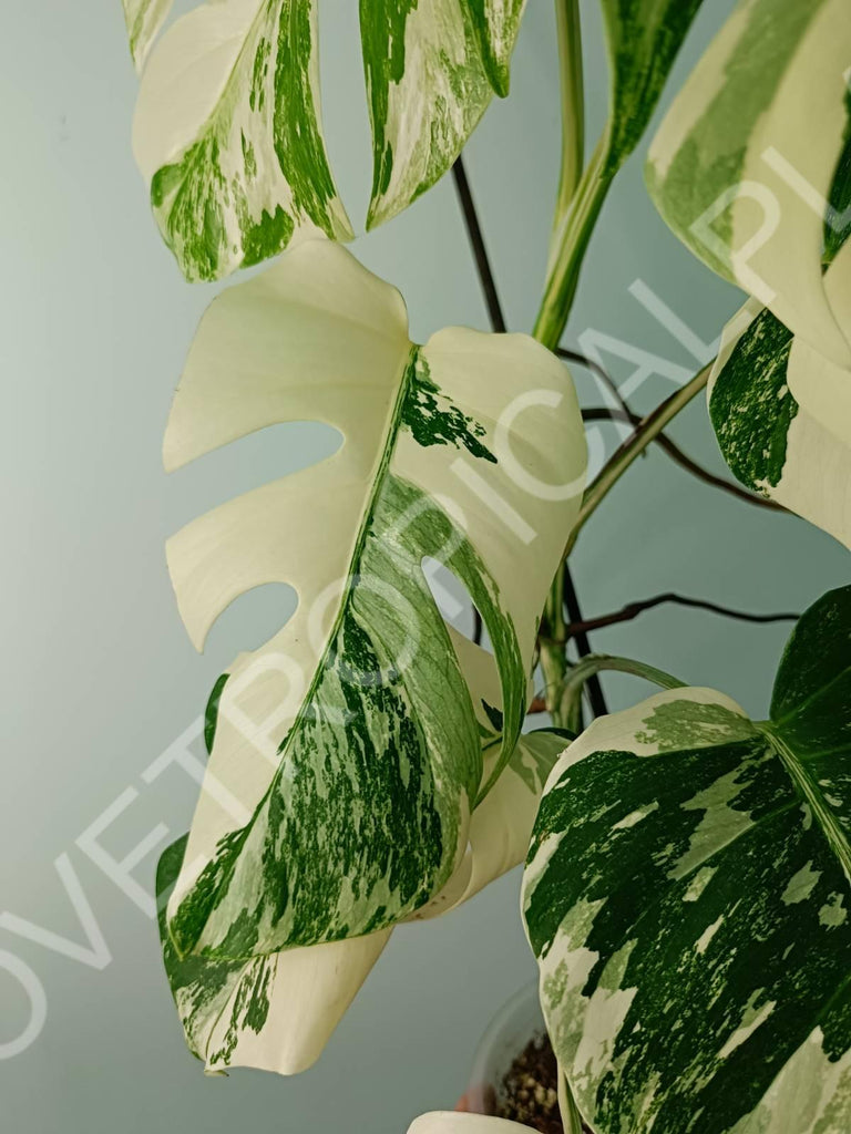 Monstera variegata albo