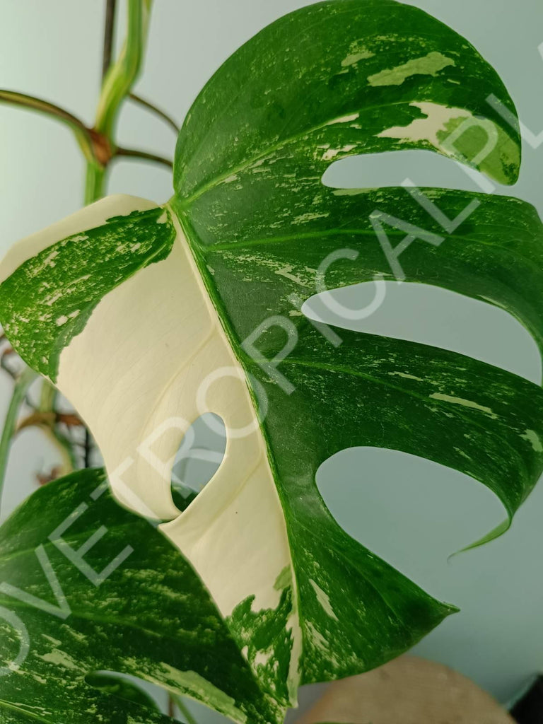 Monstera variegata albo