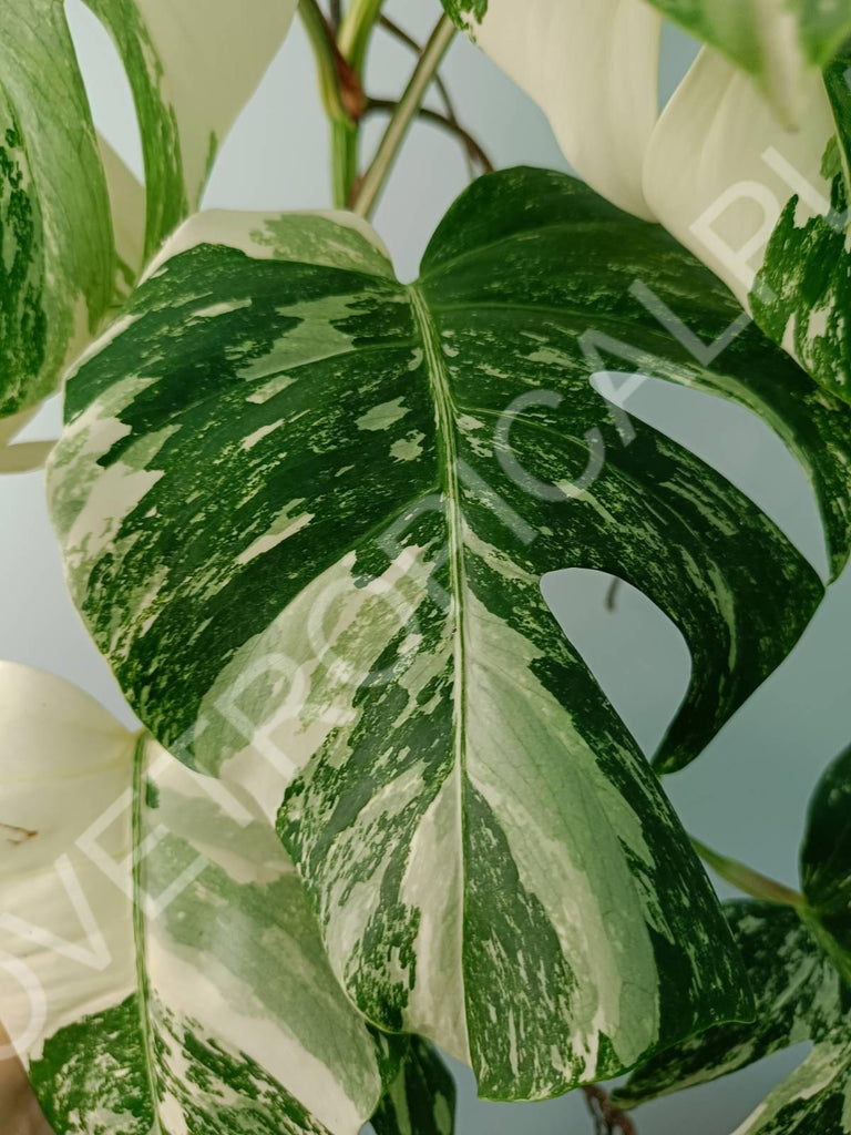 Monstera variegata albo