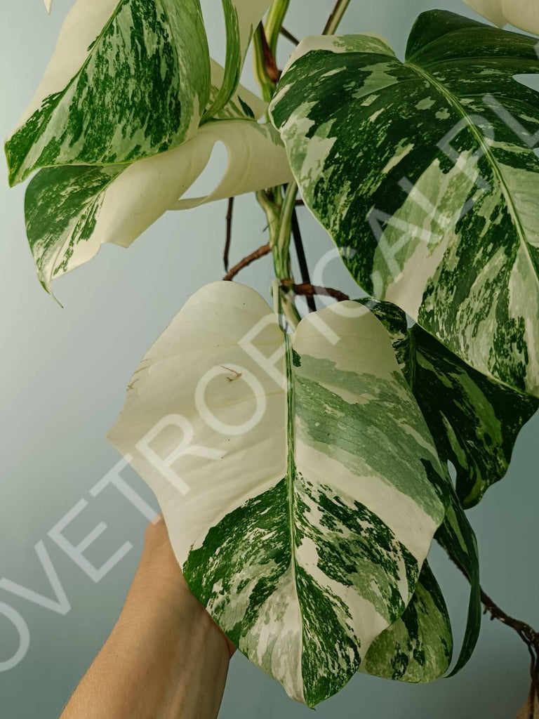 Monstera variegata albo