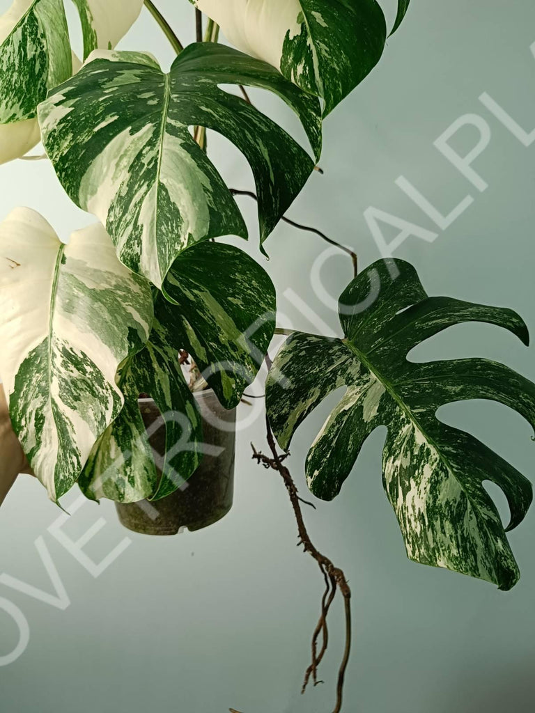 Monstera variegata albo