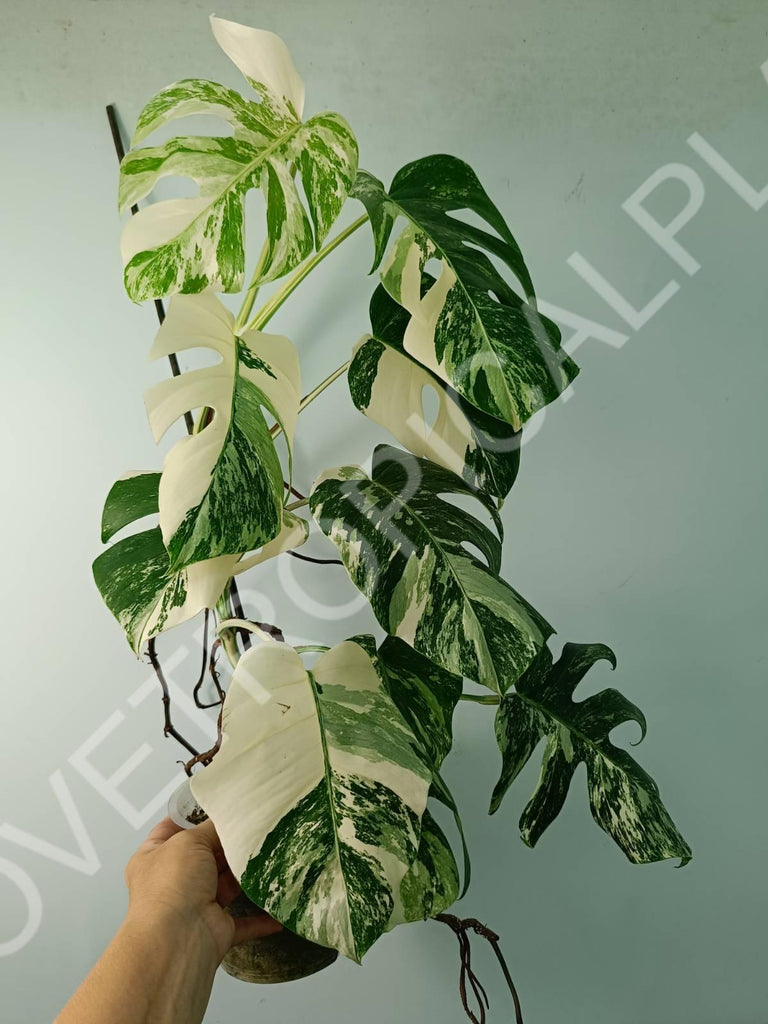 Monstera variegata albo