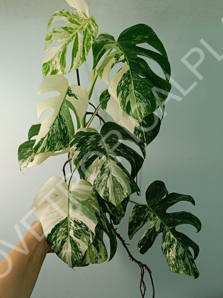 Monstera variegata albo