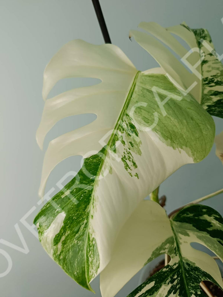 Monstera variegata albo