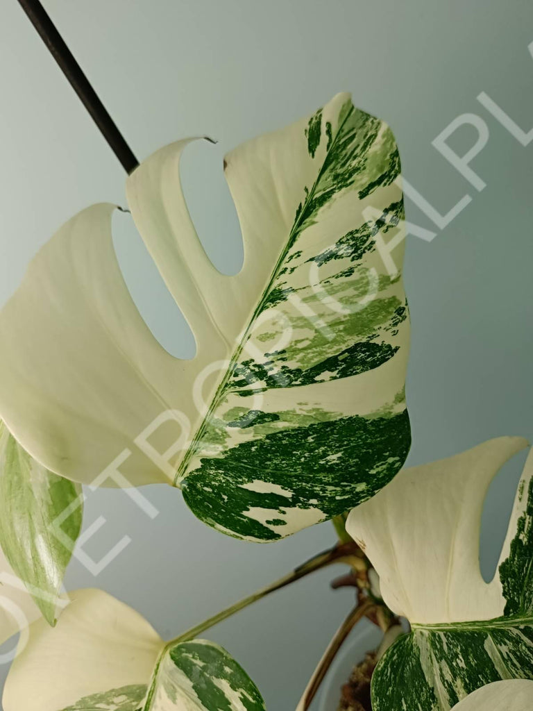 Monstera variegata albo