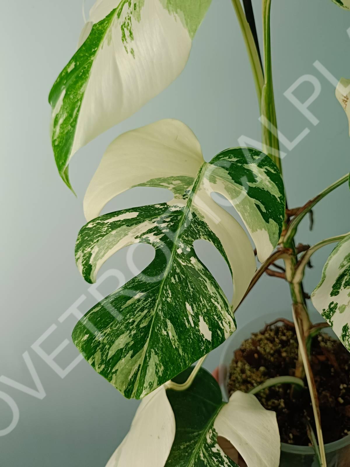 Monstera variegata albo