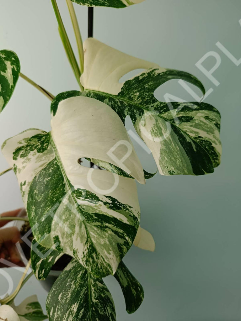 Monstera variegata albo