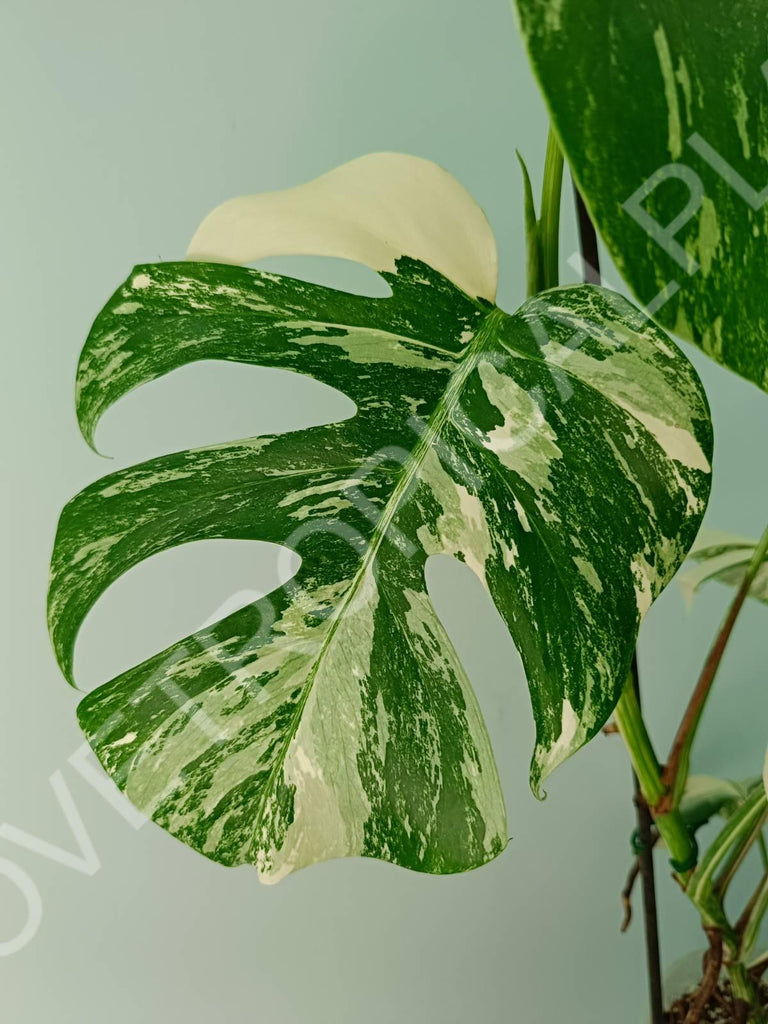 Monstera variegata albo