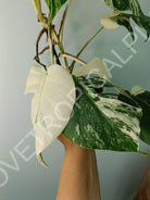 Monstera variegata albo