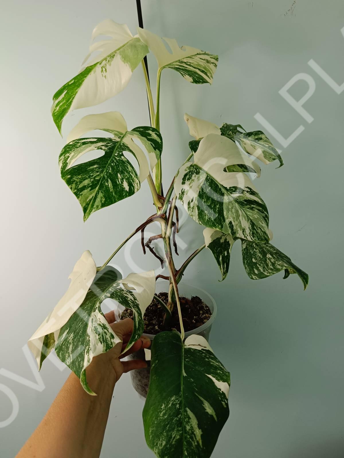 Monstera variegata albo