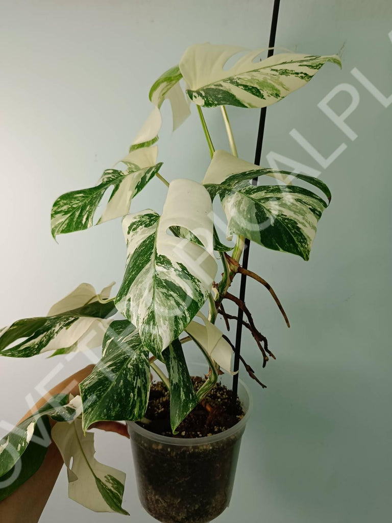 Monstera variegata albo