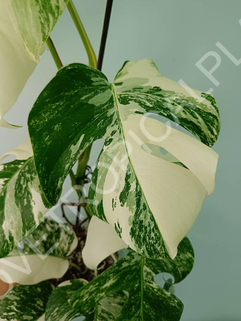 Monstera variegata albo